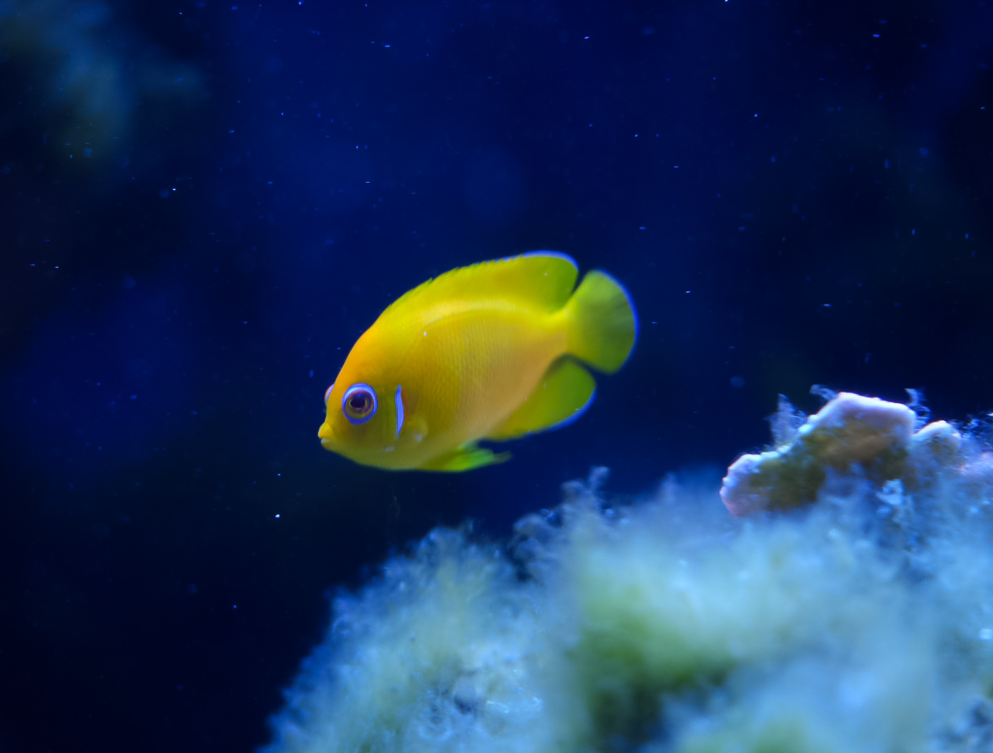 Lemonpeel Angelfish