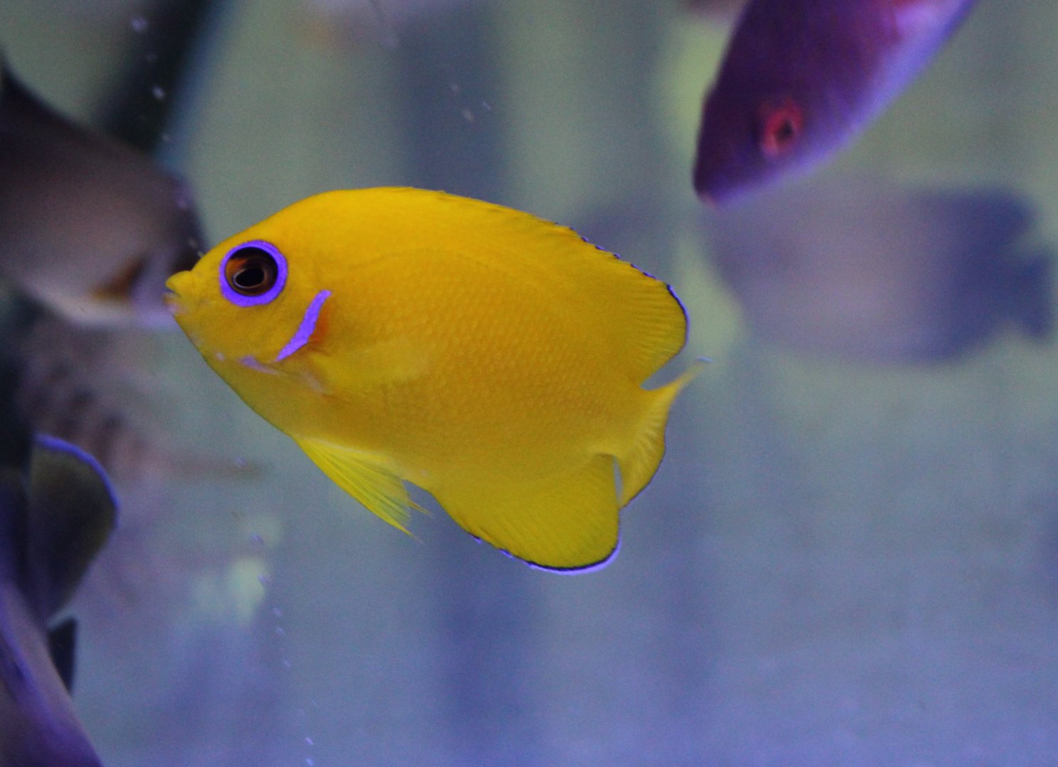 Lemonpeel dwarf angel - Centropyge flassima