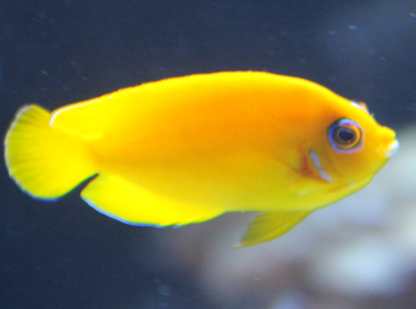 Lemonpeel dwarf angelfish - Centropyge flavissima