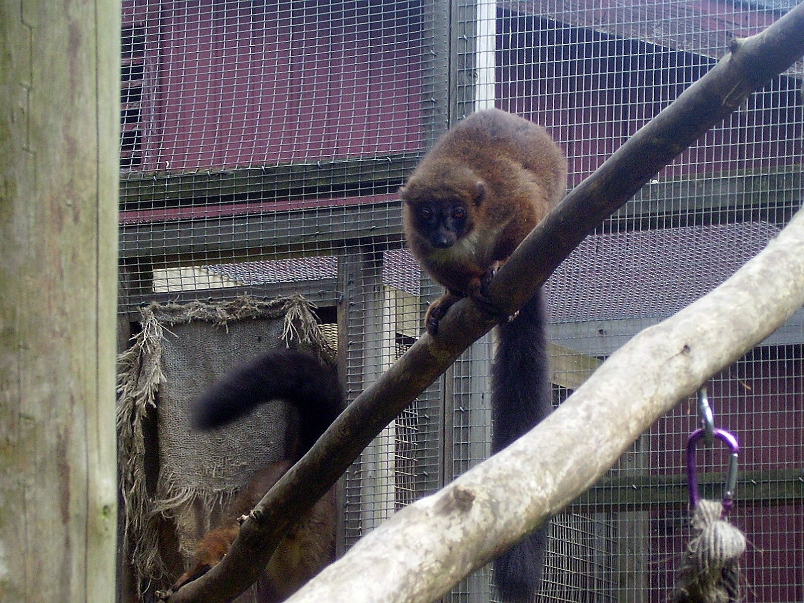 Lemur - 2009