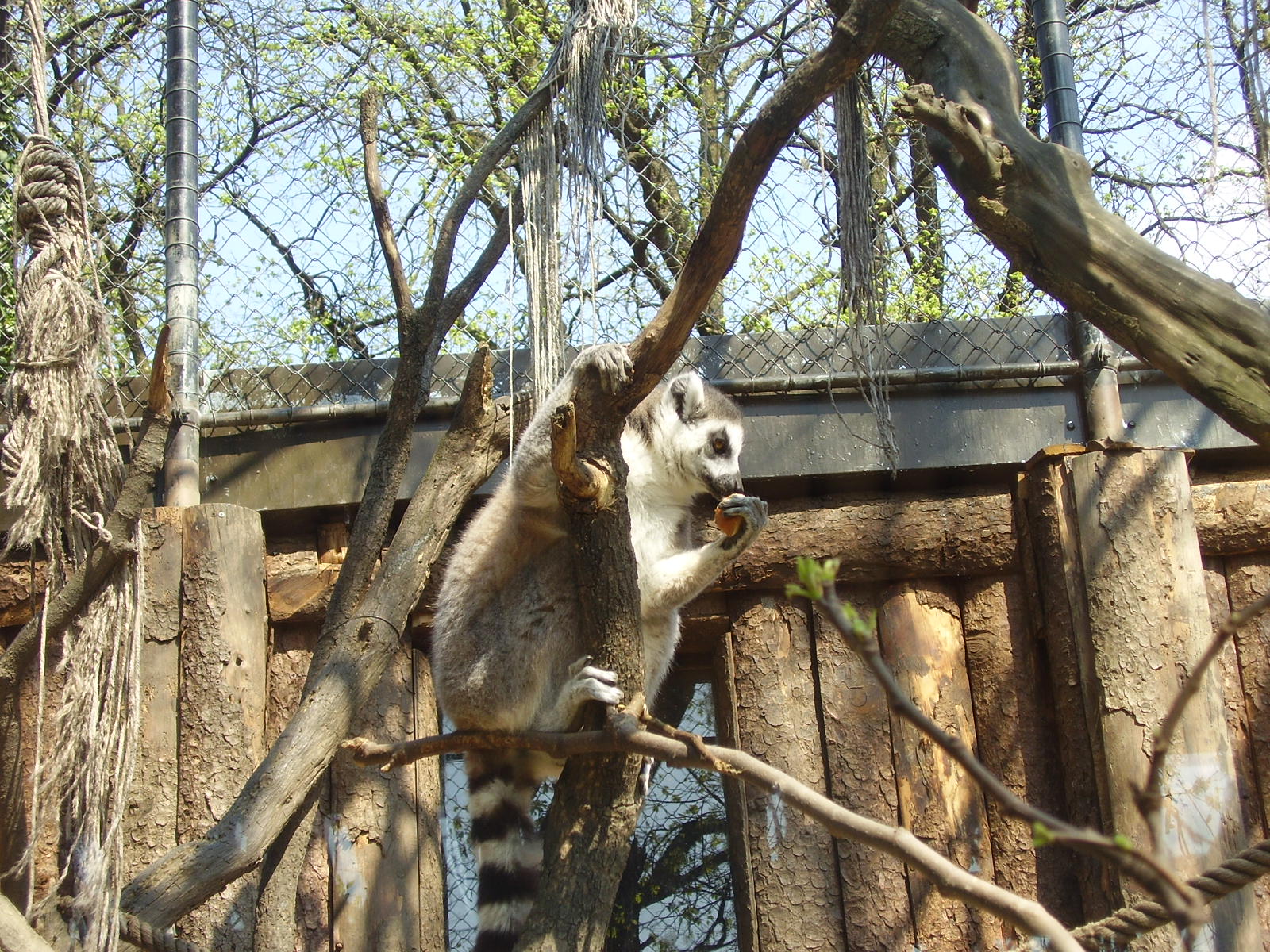 Lemur - 2010