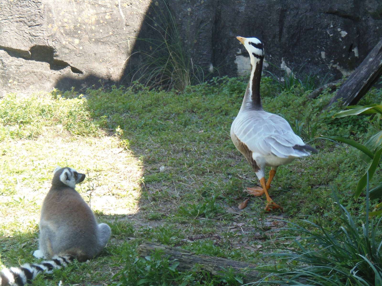 Lemur and Bar-Headed Goose