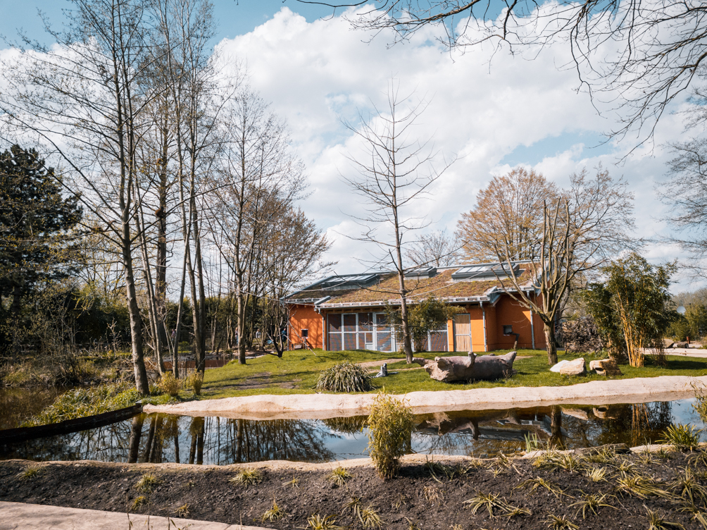 Lemur and Black Swan island