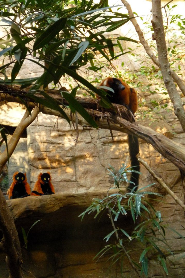 Lemur and Her Plush Friends, September 2013