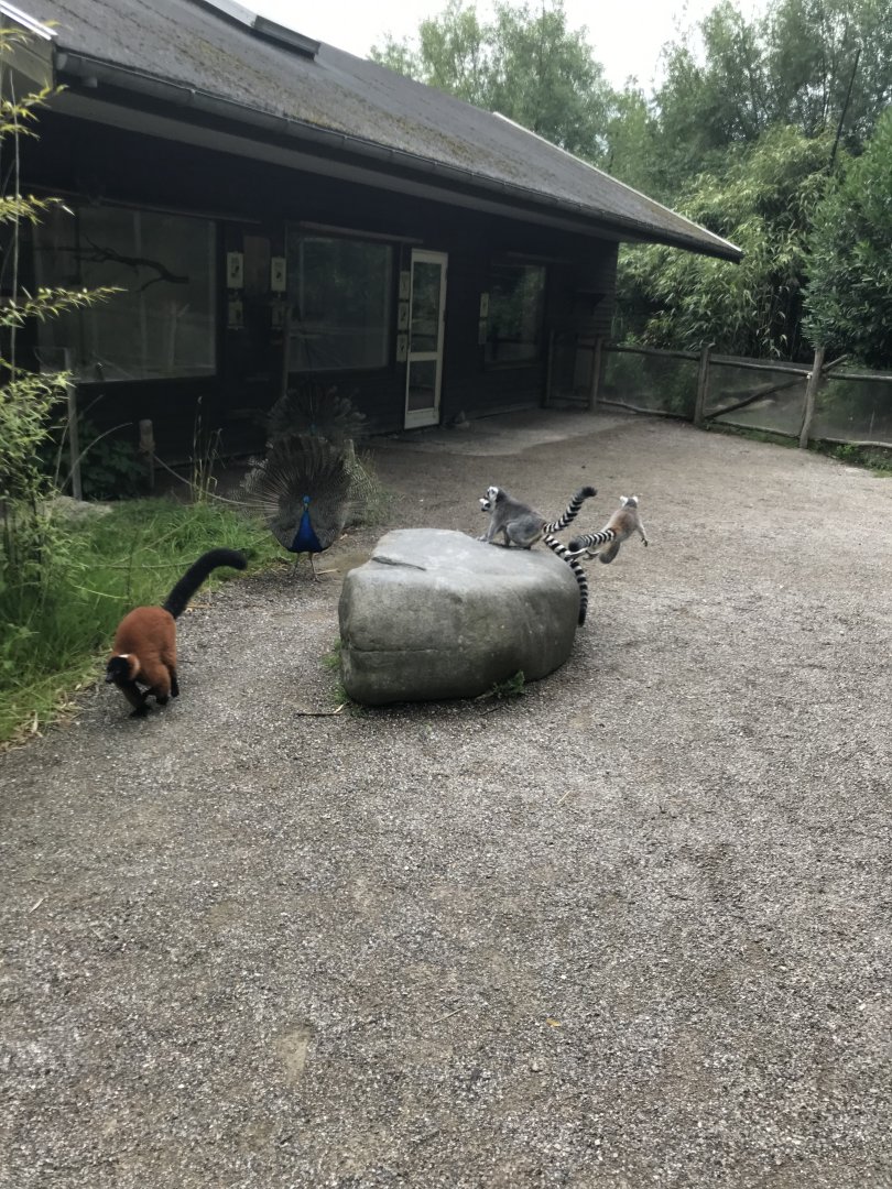 Lemur and Peacock disagreement (7/6/25)
