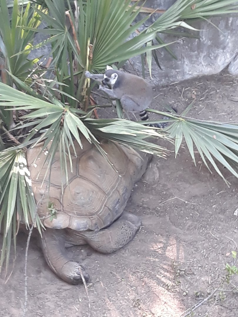 Lemur and Tortoise