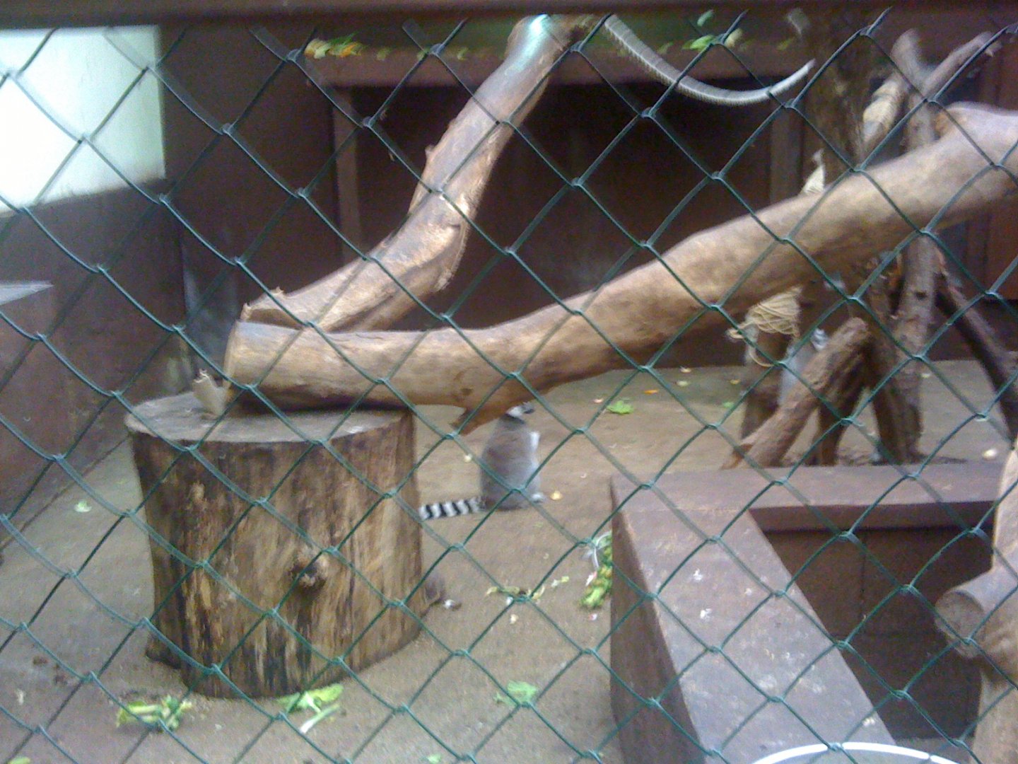 Lemur at Tropical Zoo 2010