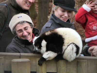 lemur at Woburn