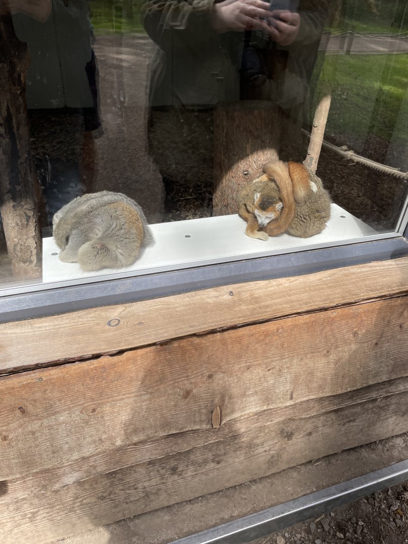Lemur at YWP