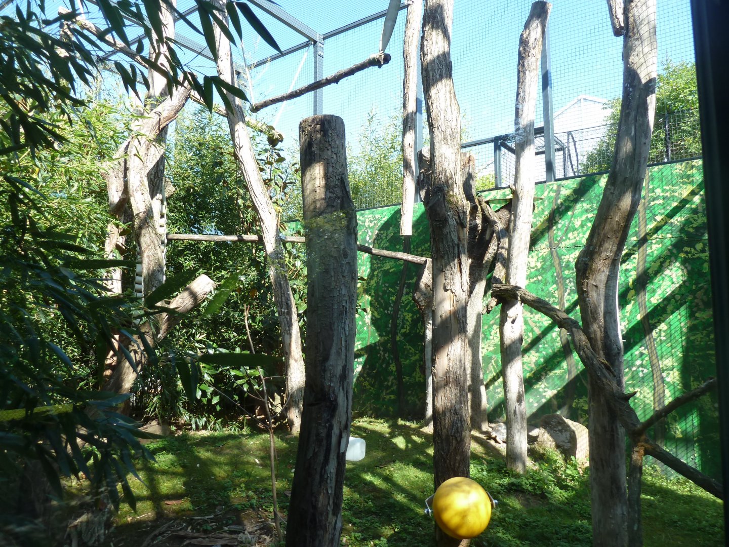 Lemur aviary - vertical climbing structures for sifaka