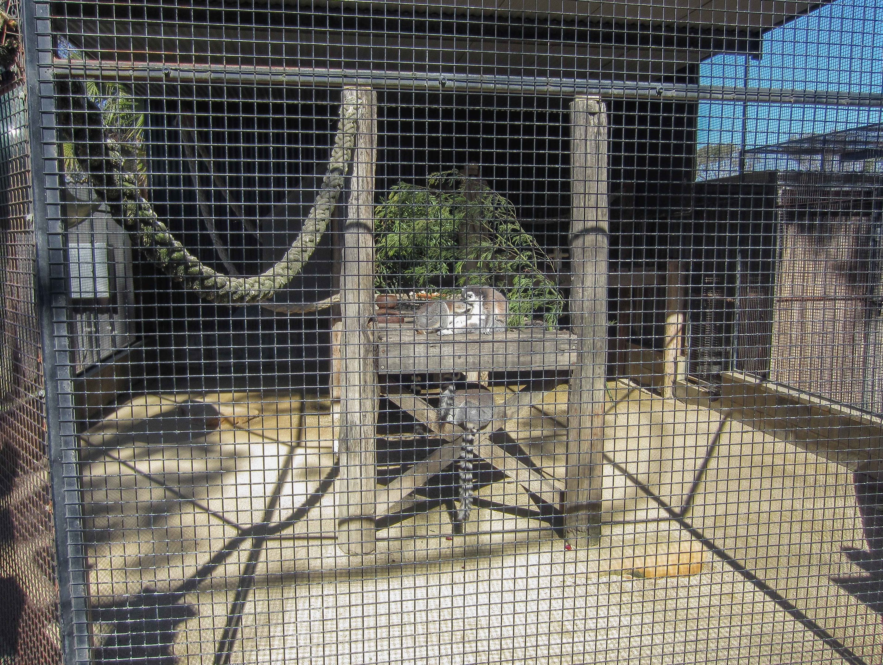 Lemur cage