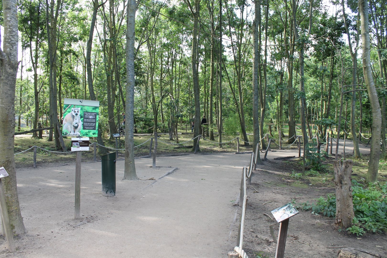 Lemur - Capybara Walk-through