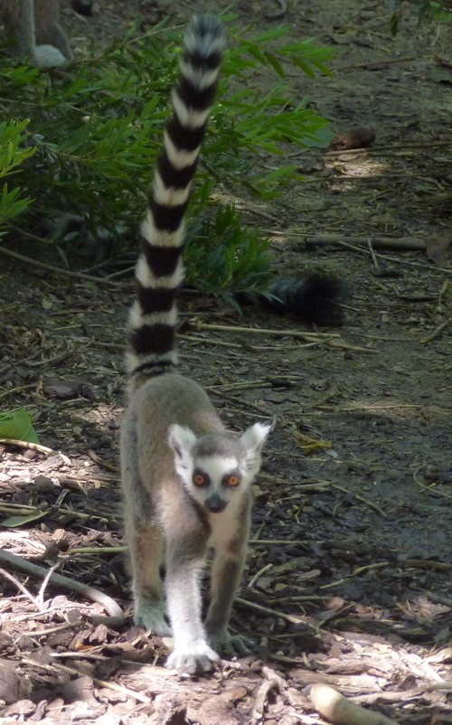 Lemur Catta 2 (22-7-17 Faunia)