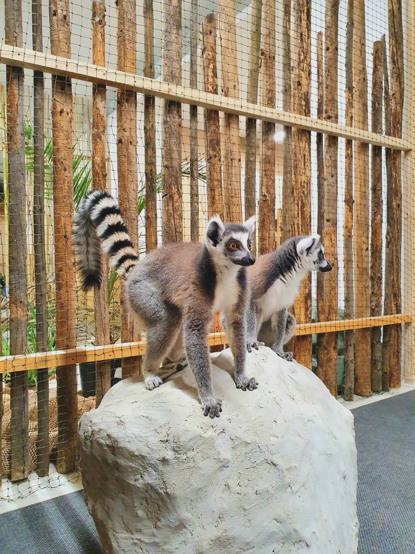 Lemur catta || African Savanna