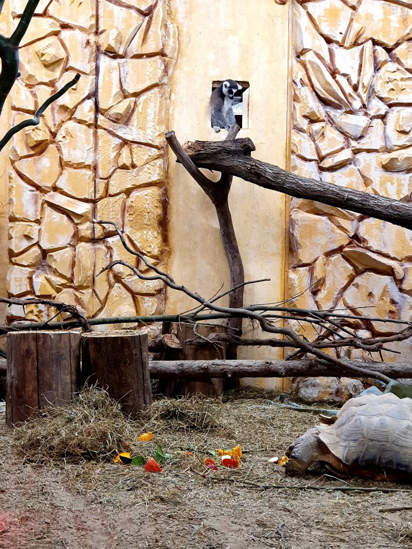 Lemur catta & Centrochelys sulcata || African Savanna