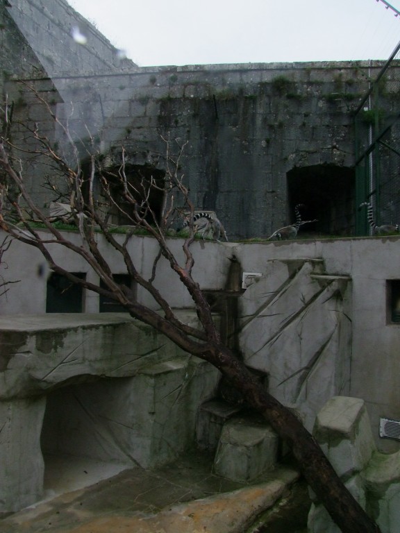 Lemur catta exhibit