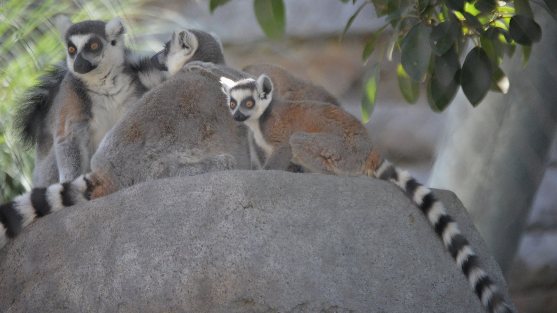 Lemur catta family