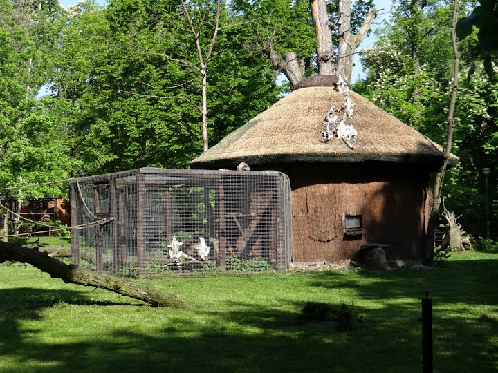 Lemur catta - house on the paddock