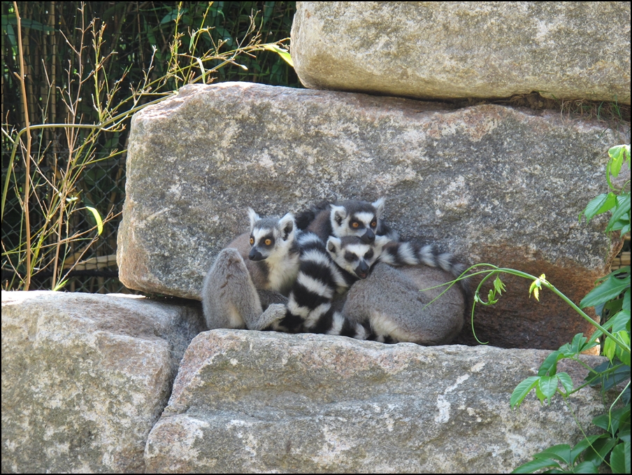 Lemur catta in new walk-through exhibit