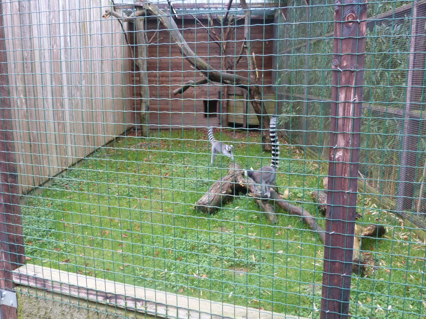 Lemur catta - Parc animalier de Bouilon