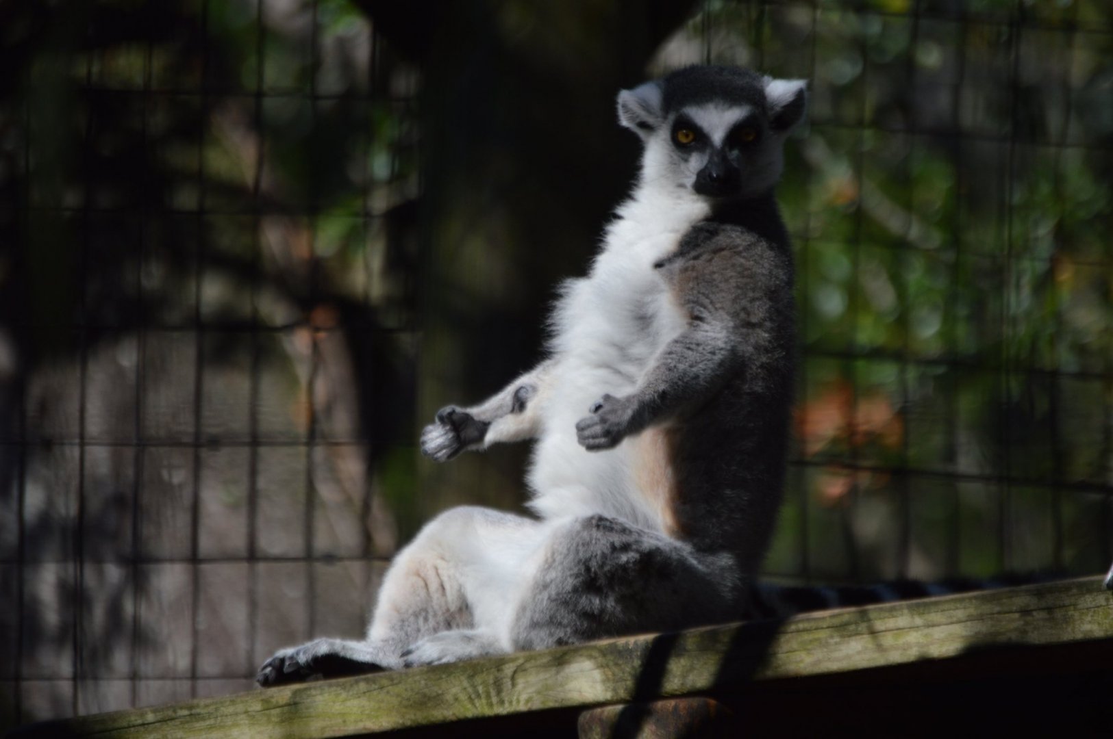Lemur catta yoga