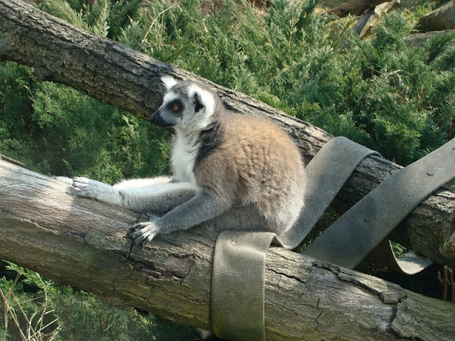 Lemur catta