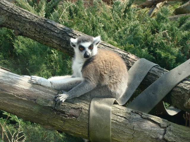 Lemur catta