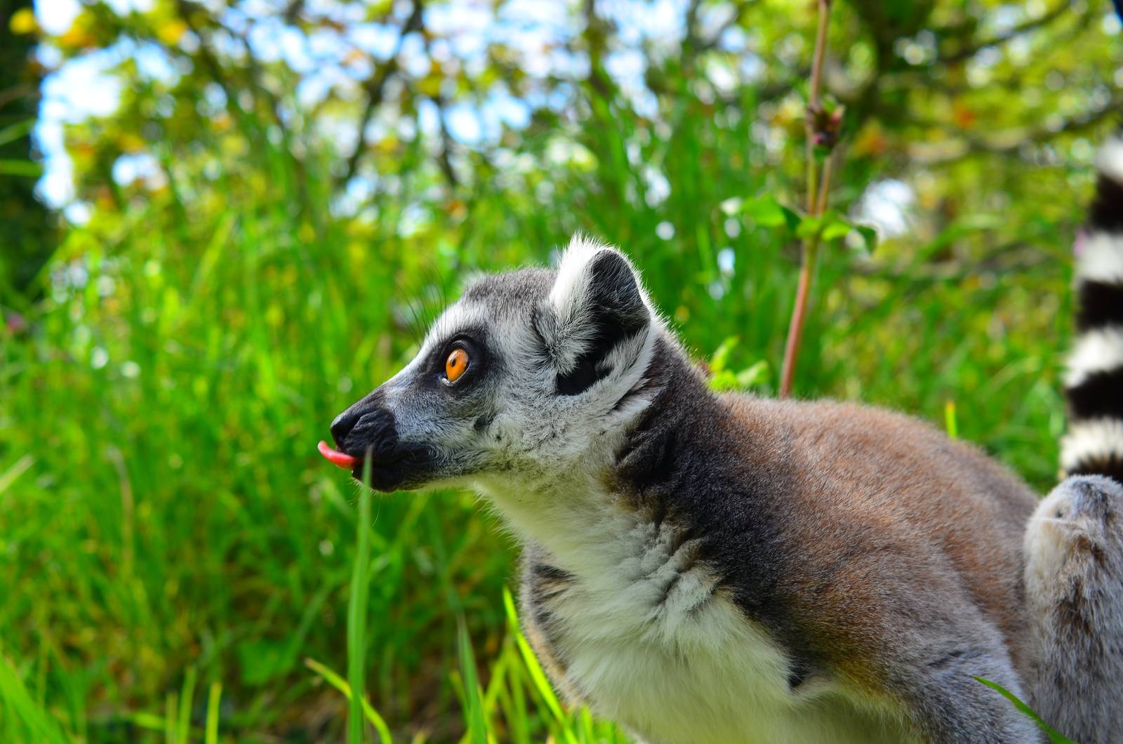 Lemur catta