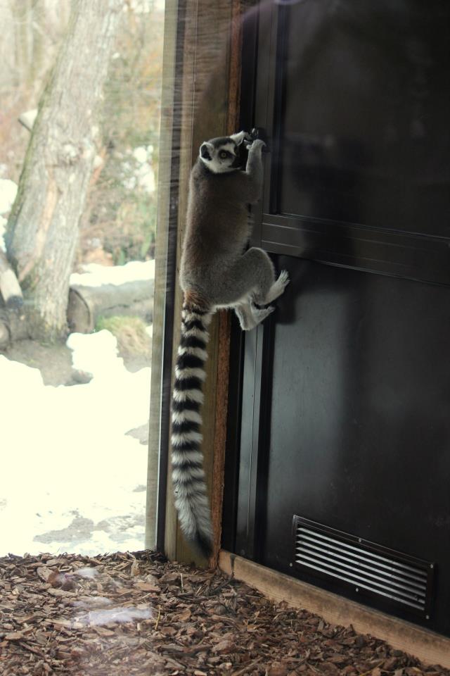 Lemur catta