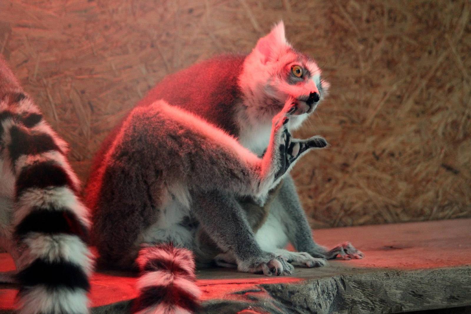 Lemur catta