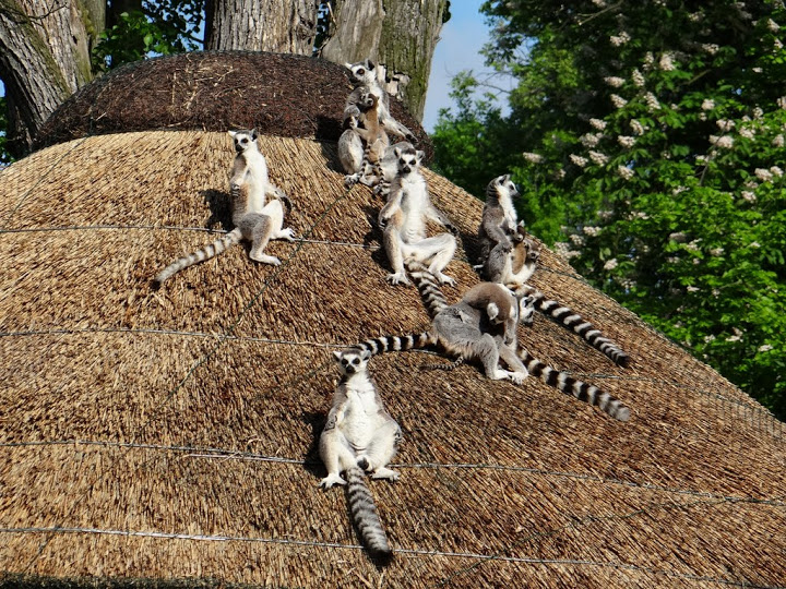 Lemur catta