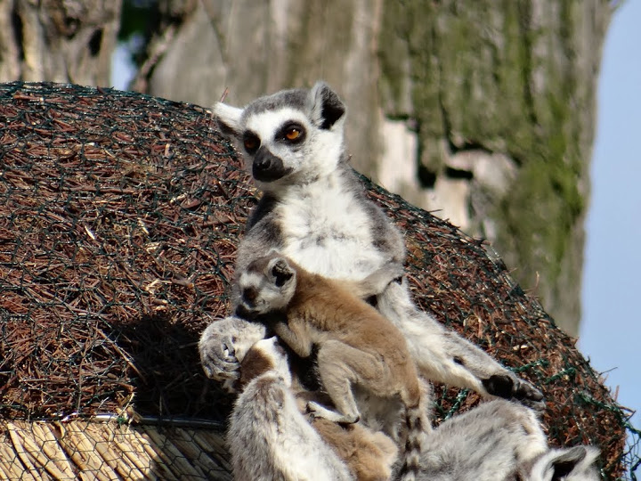 Lemur catta