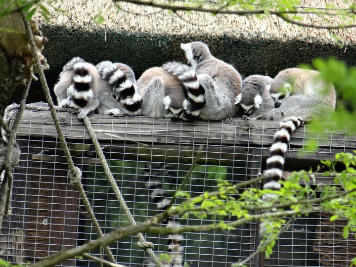Lemur catta