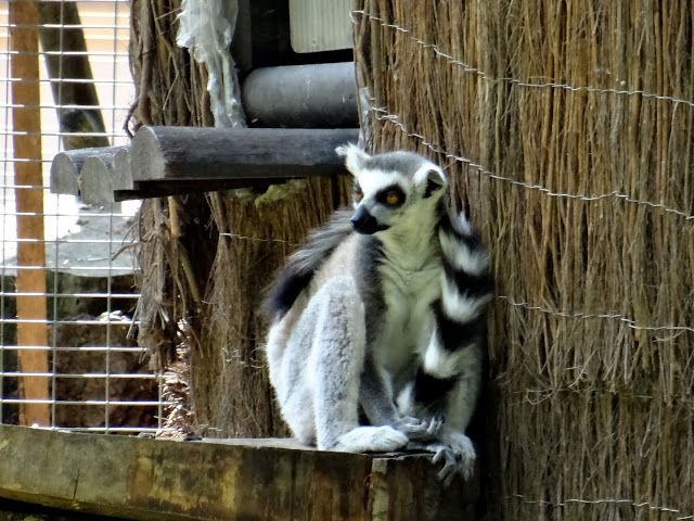 Lemur catta