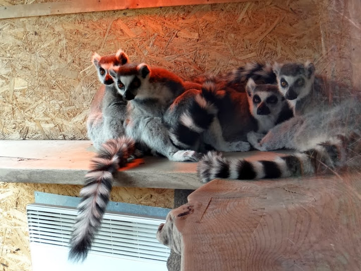 Lemur catta