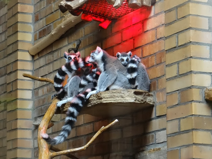 Lemur catta
