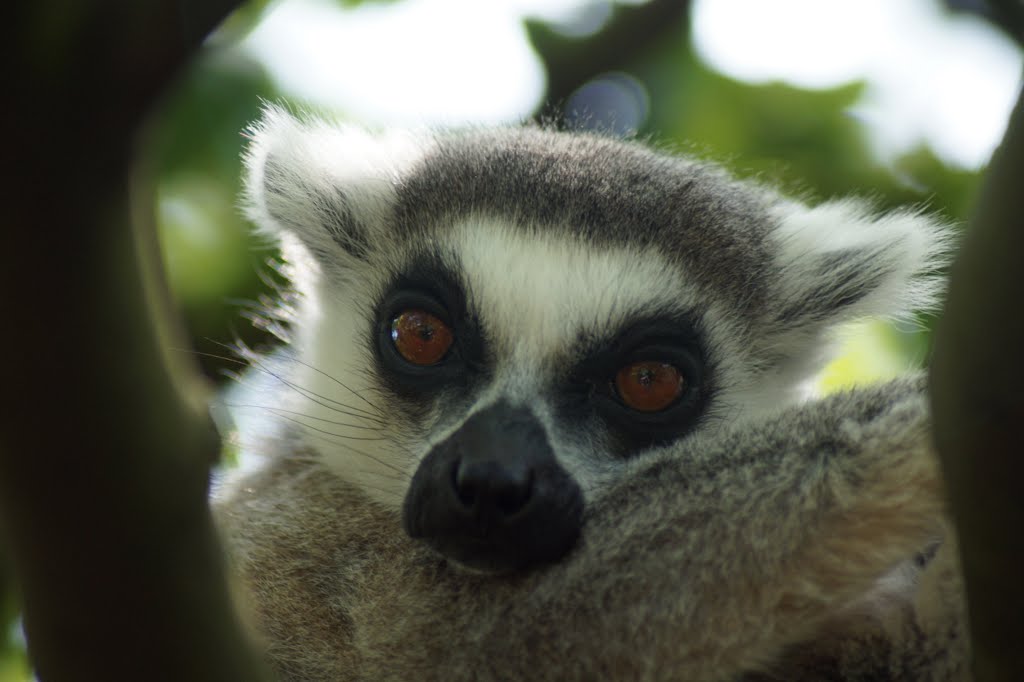 Lemur catta