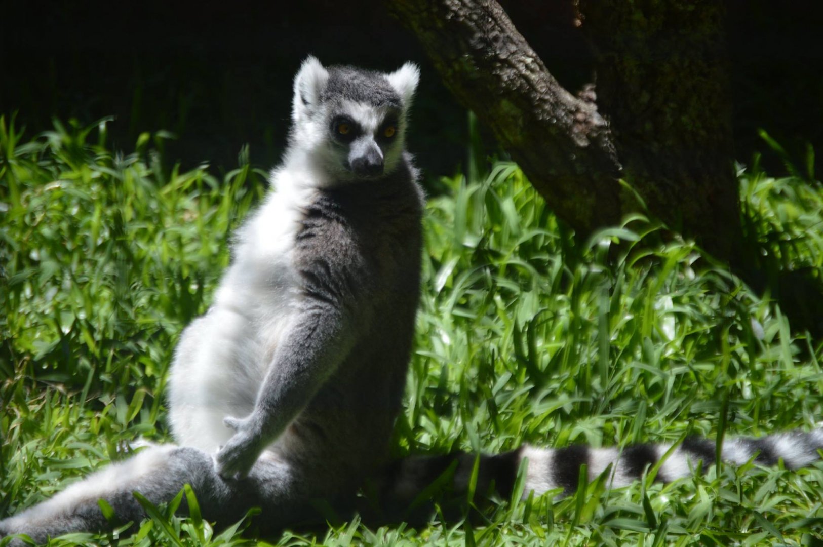 Lemur catta