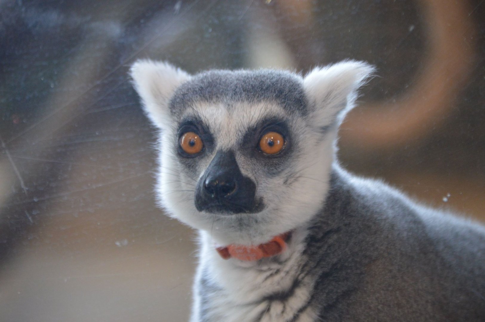 Lemur catta