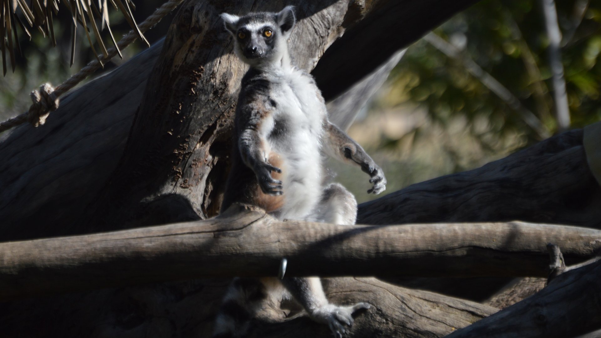 Lemur catta