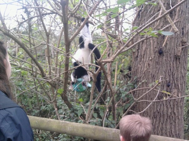 Lemur, Dudley, October 2009