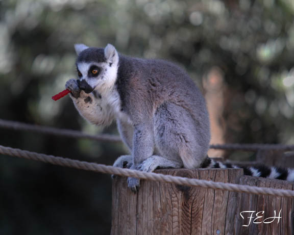 lemur eating licorice