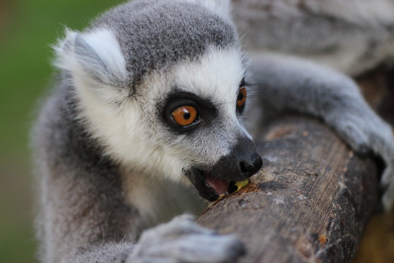 Lemur Eating