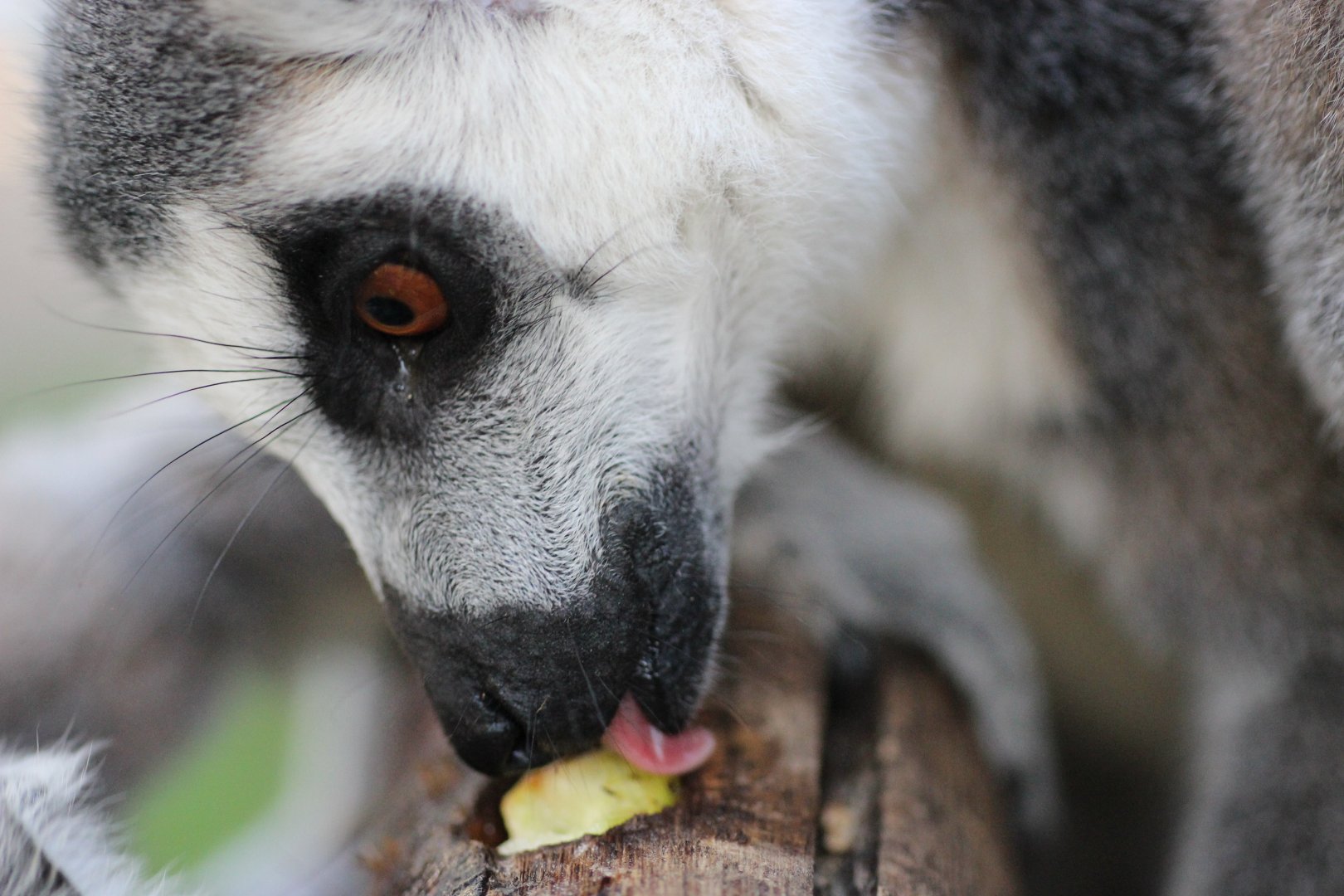 Lemur Eating