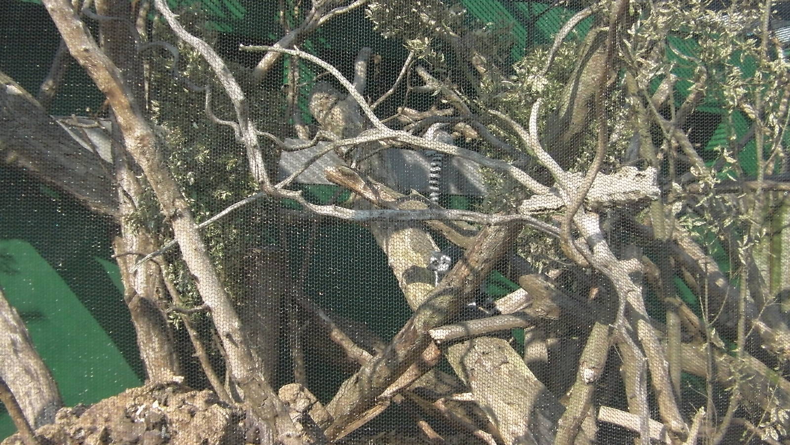 Lemur Enclosure - 24.03.2012