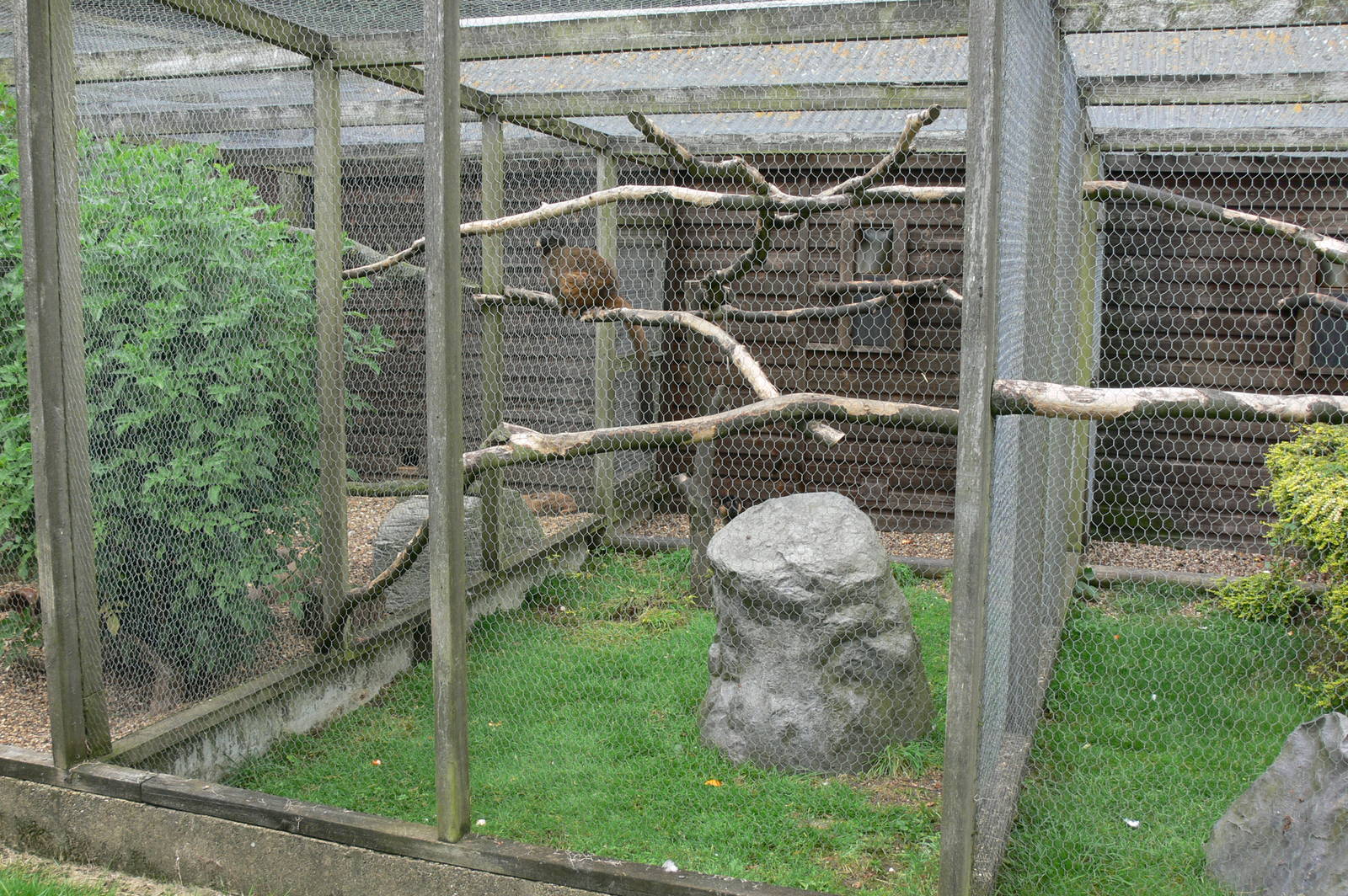 Lemur Enclosure at Hamerton Zoo, 23/08/14