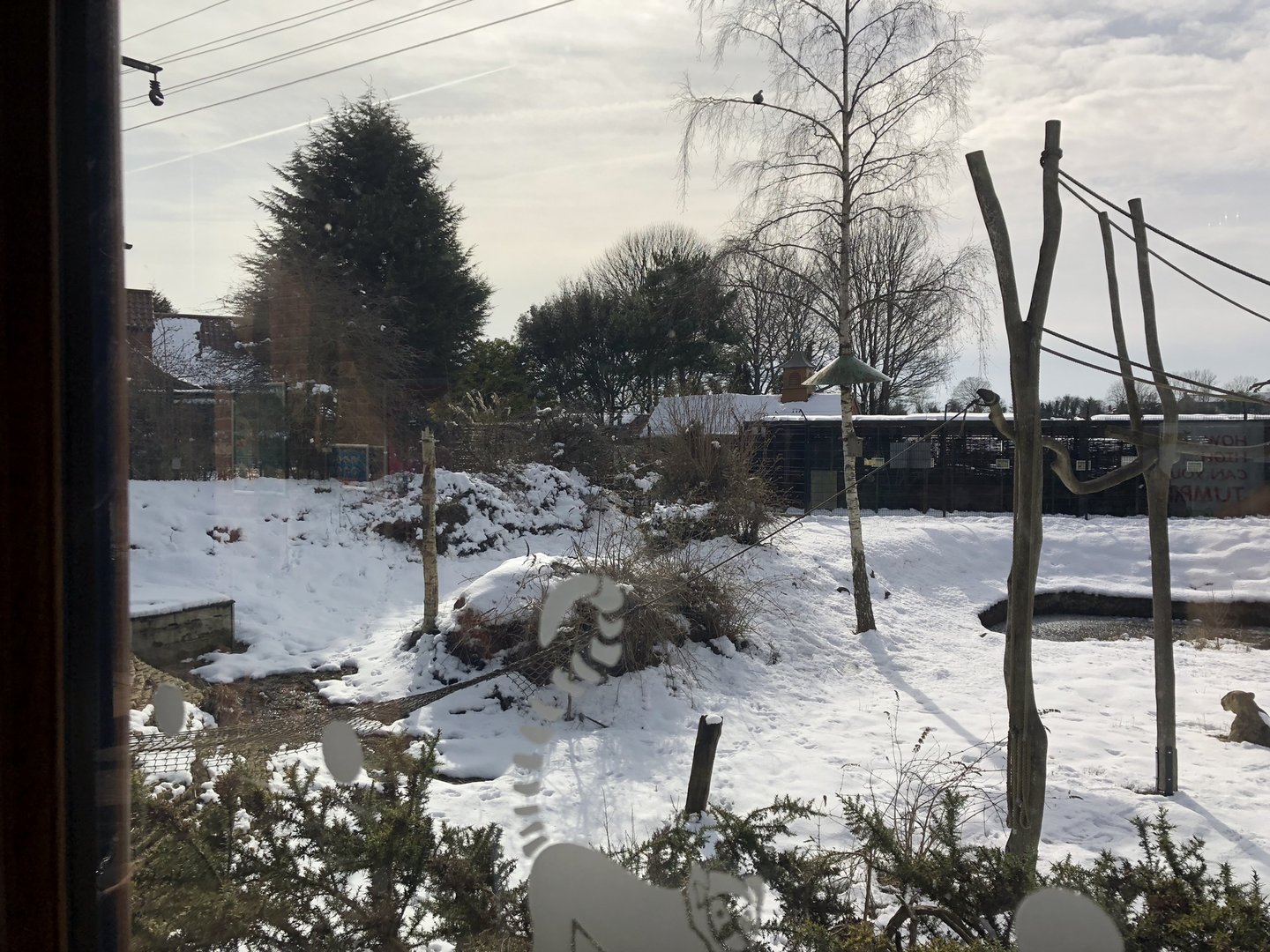 Lemur Enclosure at Tropical Butterfly House (March 2023)