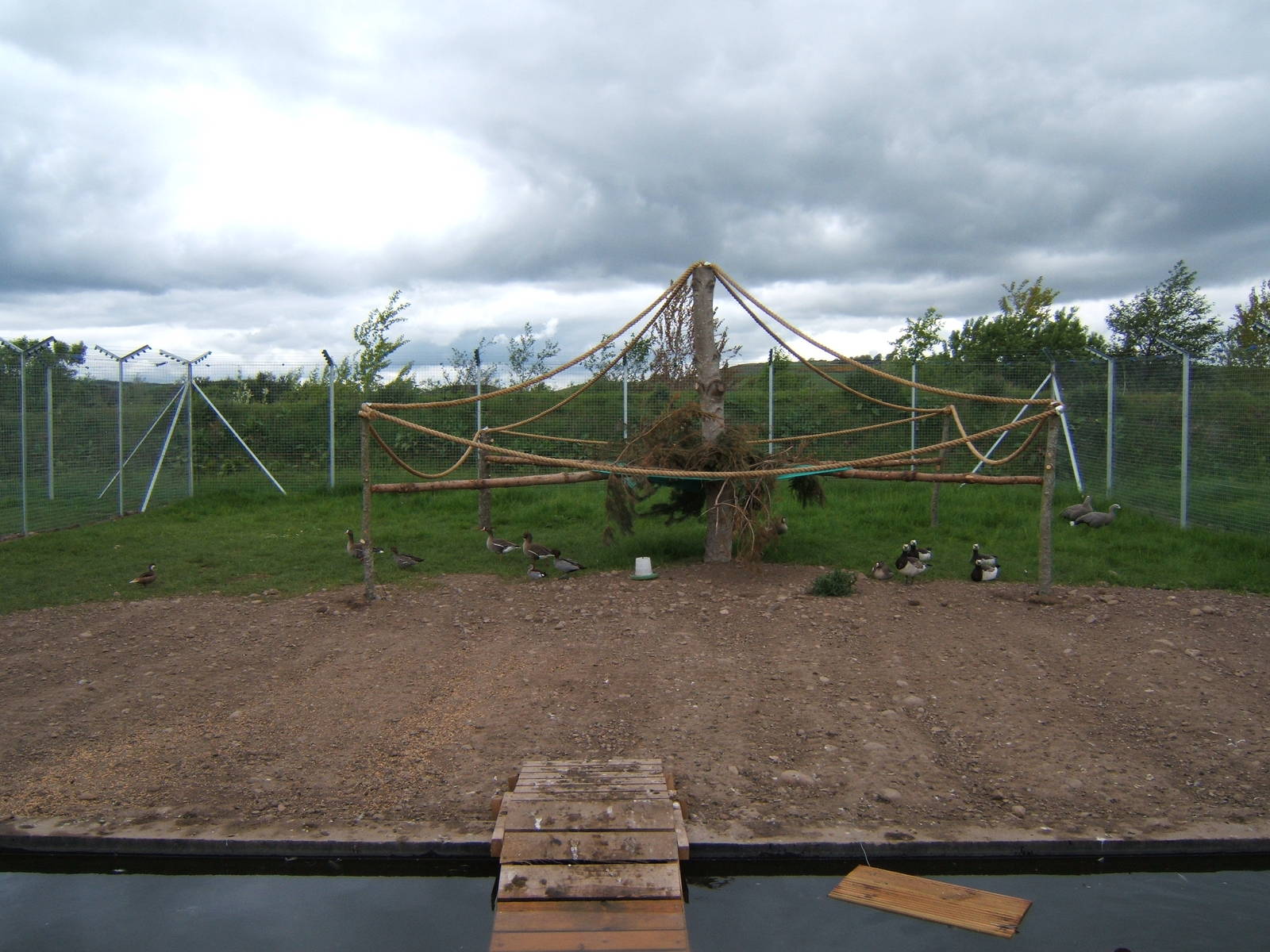 Lemur enclosure with Waterfowl