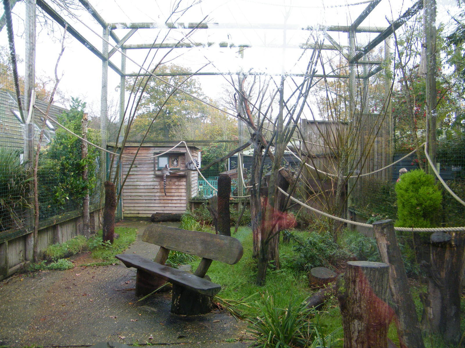 lemur enclosure