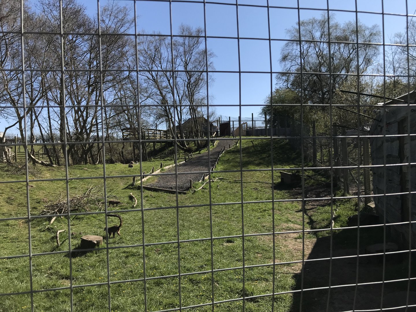 Lemur Enclosure